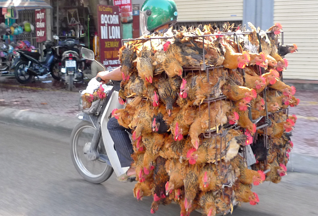 Hanoi Chickencycle